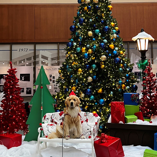 Christmas event décor with dog sitting on a bench ready for a photo