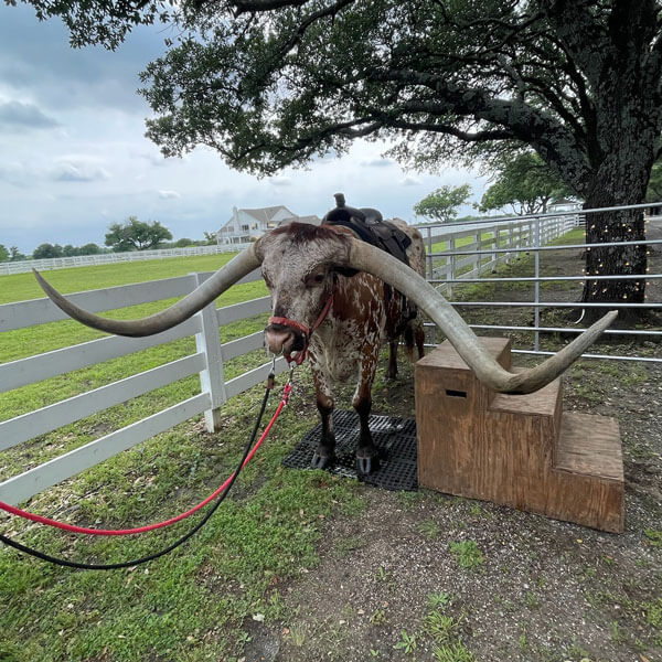 live Longhorn photos available for event planning in the DFW metroplex