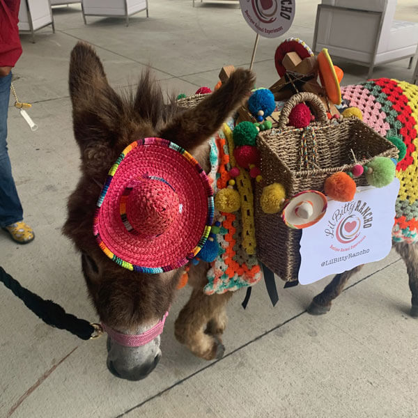 Lil Bitty Rancho donkey attending an event planned by Total Events DFW