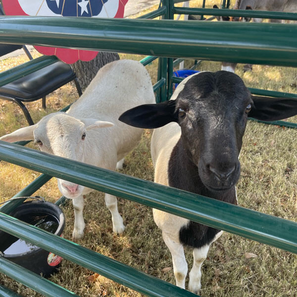 petting zoo options for festival or group events in Dallas, TX, and surrounding areas