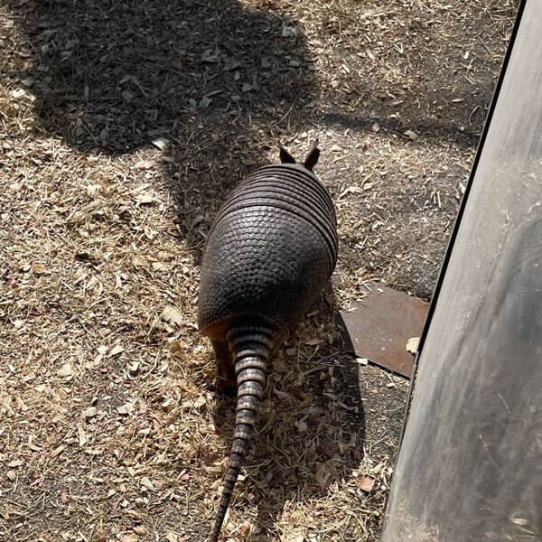 armadillo races add-on for event planning in Dallas, TX, and surrounding areas